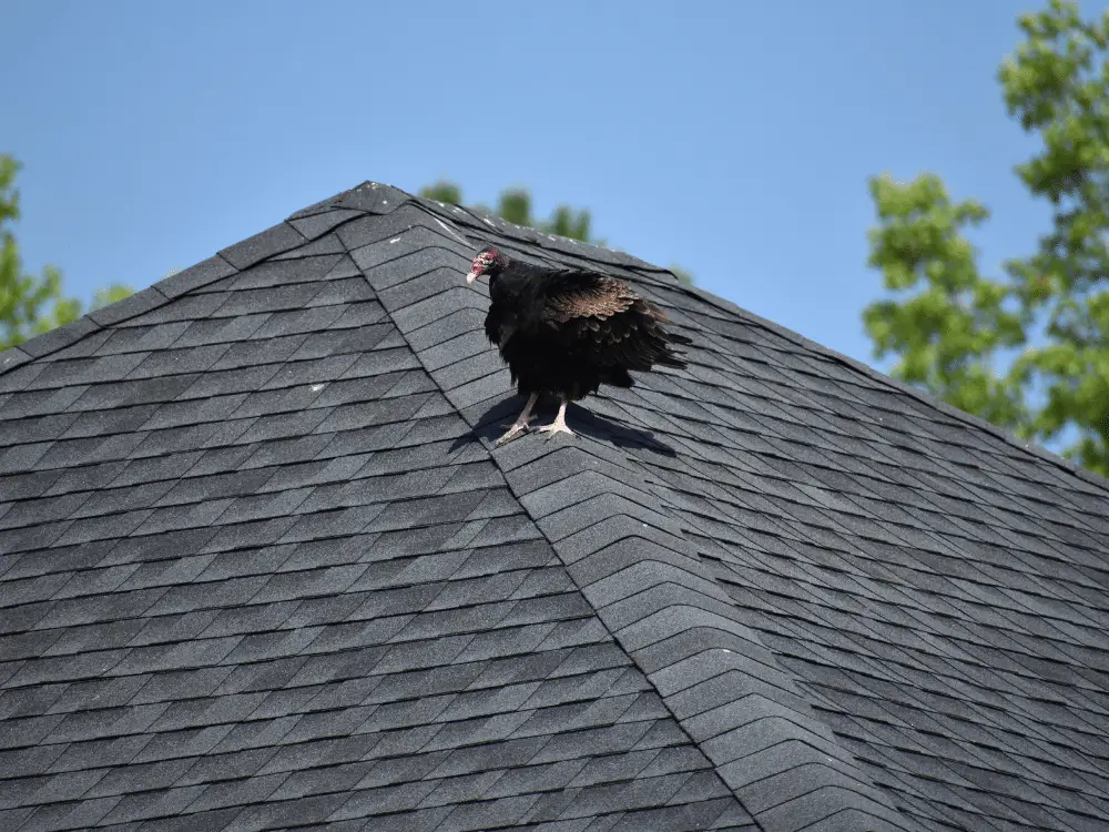 How to Keep Turkey Vultures off Your Roof