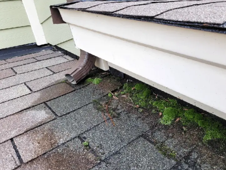 Roof with moss and algae - Artisan Quality Roofing Roof with moss and algae